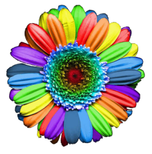 Rainbow Flower